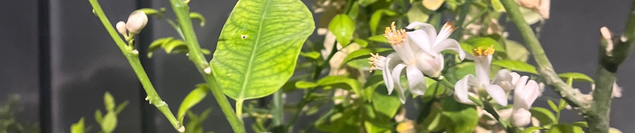 afsoonheshmat
