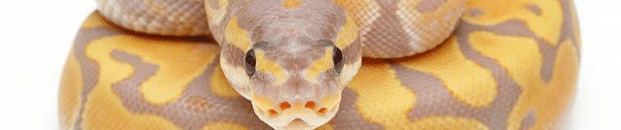 Максим Пляскин