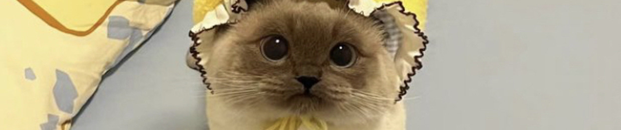 i love cats