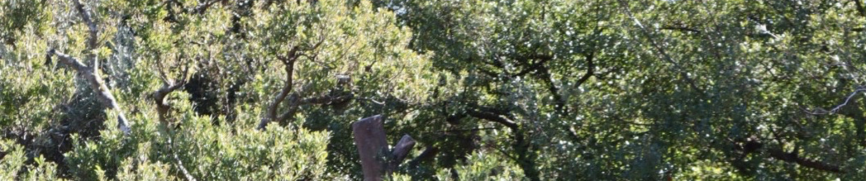 yûmu