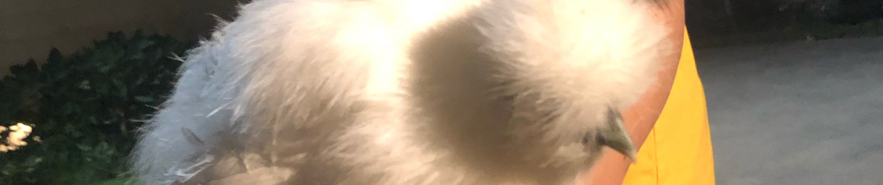 🐓