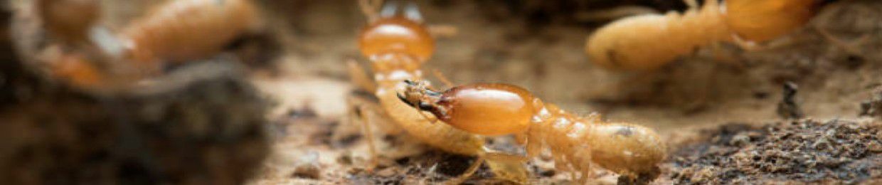 Termite With Music Interest