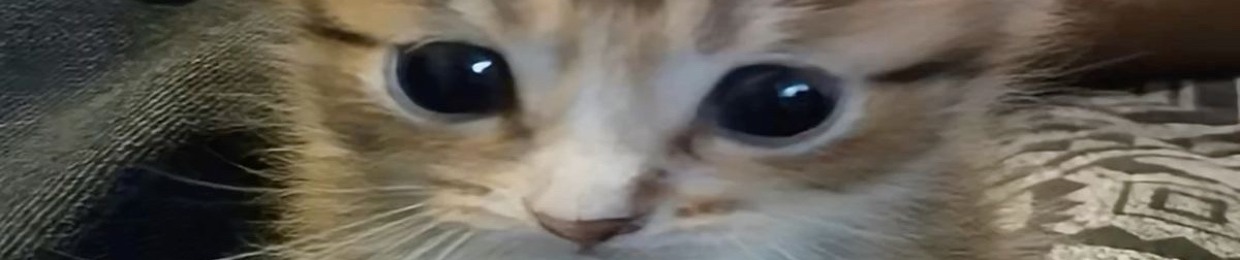 yotoTIREZ