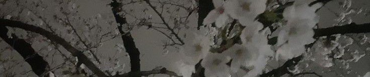 白いバラ