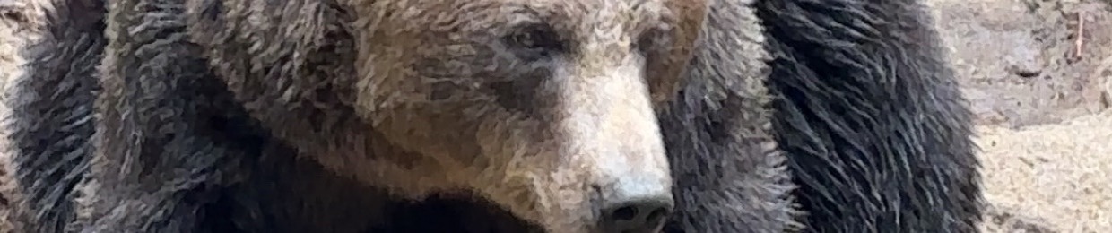 Merlin 《E▪︎F▪︎N》