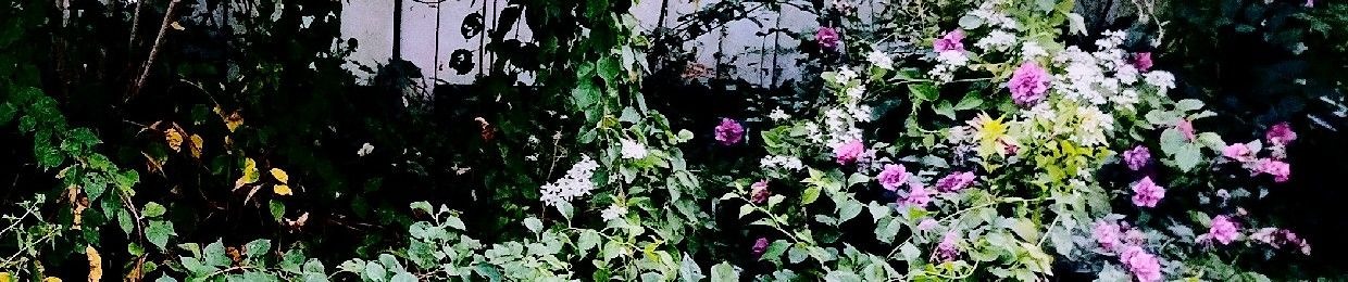 greasy pancakes band