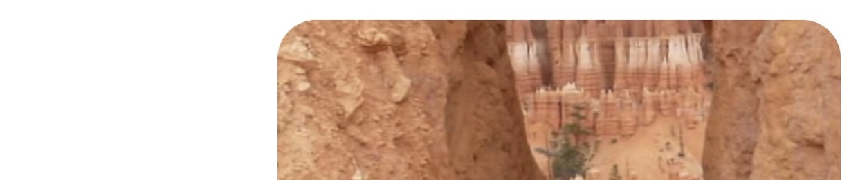 Coneflower Basement Band