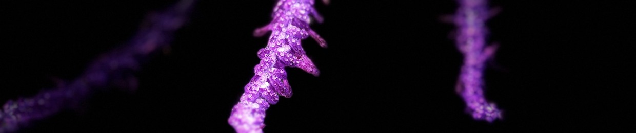 🌙⭐️タリシュ puppy🌧️🌿