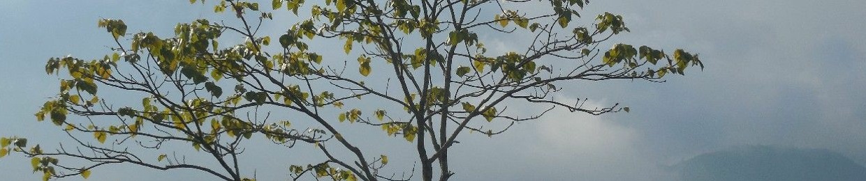 Avishek Biswas