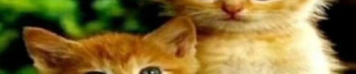 girlcatdrezden