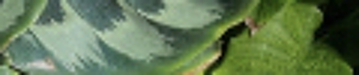 bb