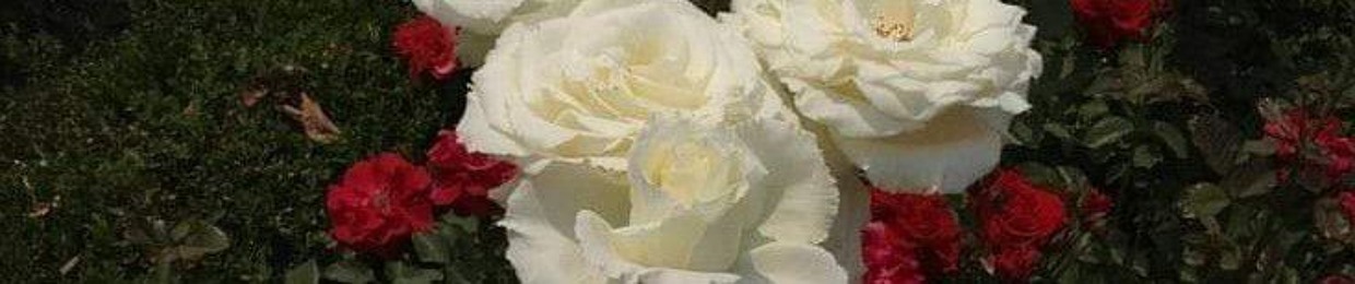 mhamd jawad