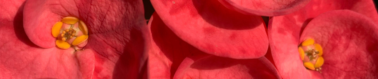 Searose