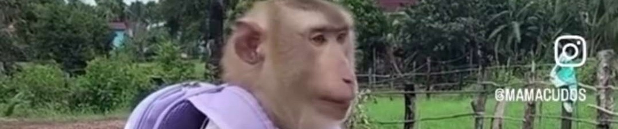 YL