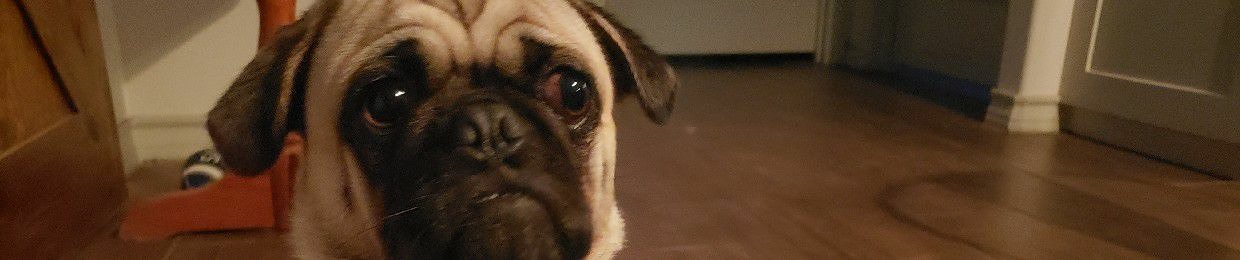 DerpPug