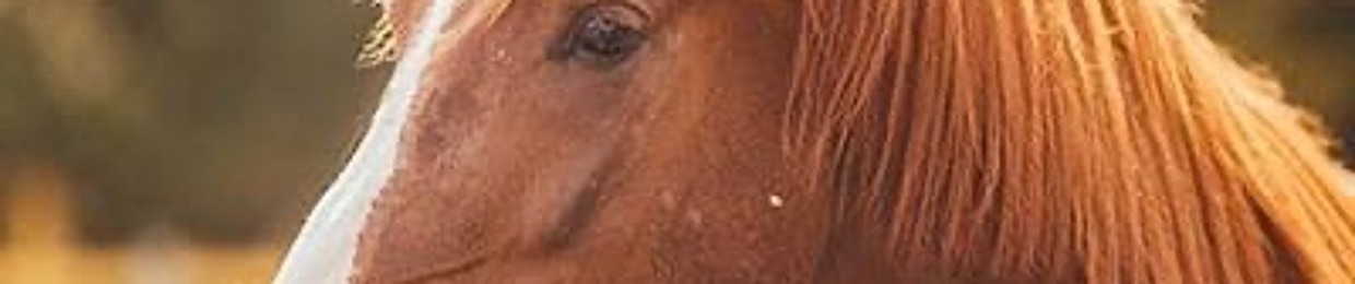 Friendly Horse