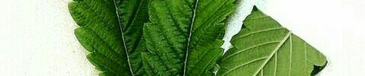  C4RLIM CMT 22 