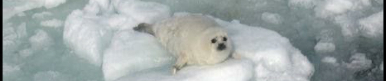 Тюлень Великий