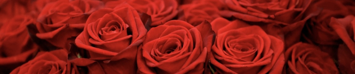 WVYROSE