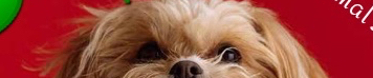 Dr Reza Ghiassi DVM DVSc