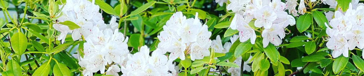 ššµš²šŖš·šŖ š