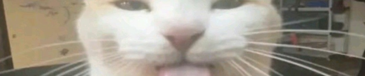 Bielshr