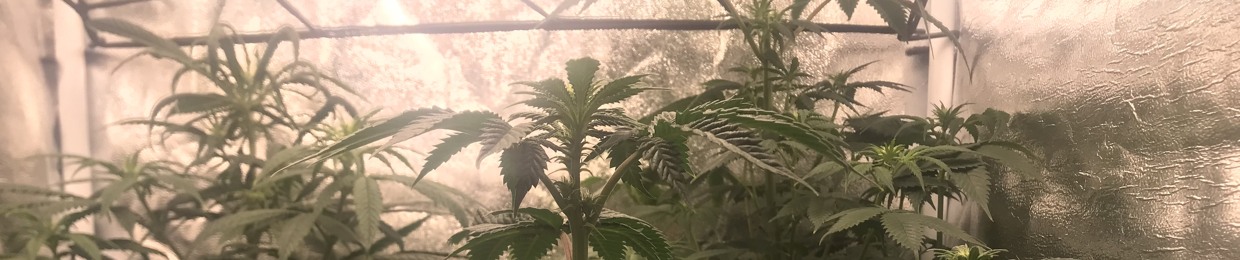 og-gin420