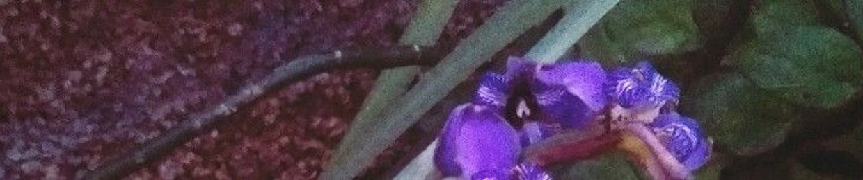 Lazurita Metamorphic Blues