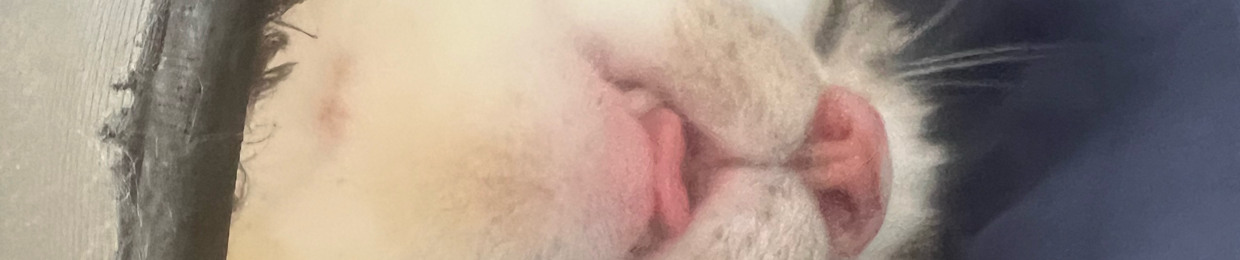 seeping cat48271
