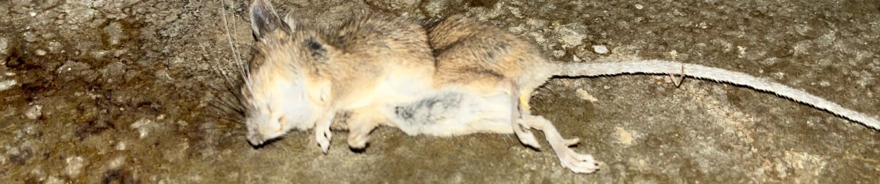 Hayden XûX-Retro331 Boring