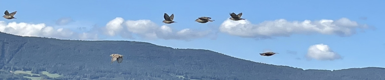 avikja