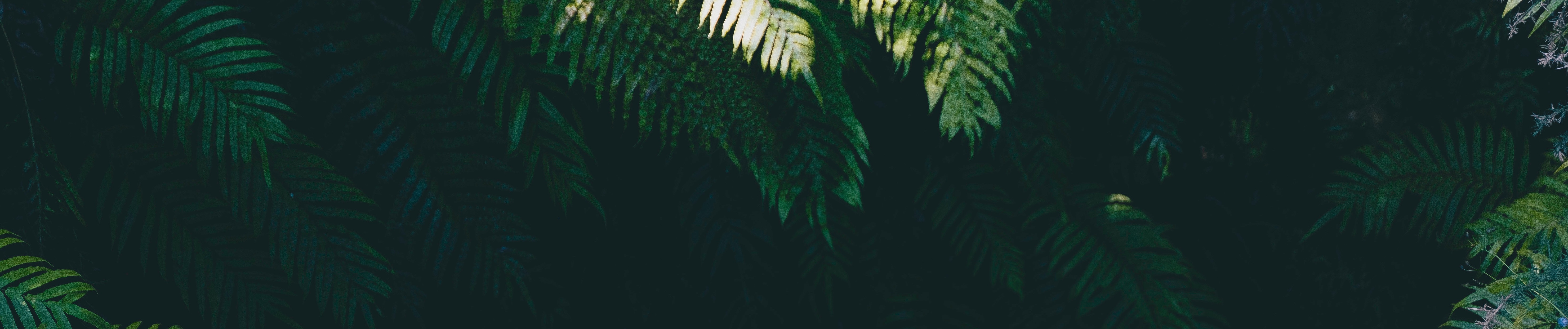 SoundCloud banner for @feather