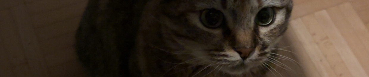 poissonchat