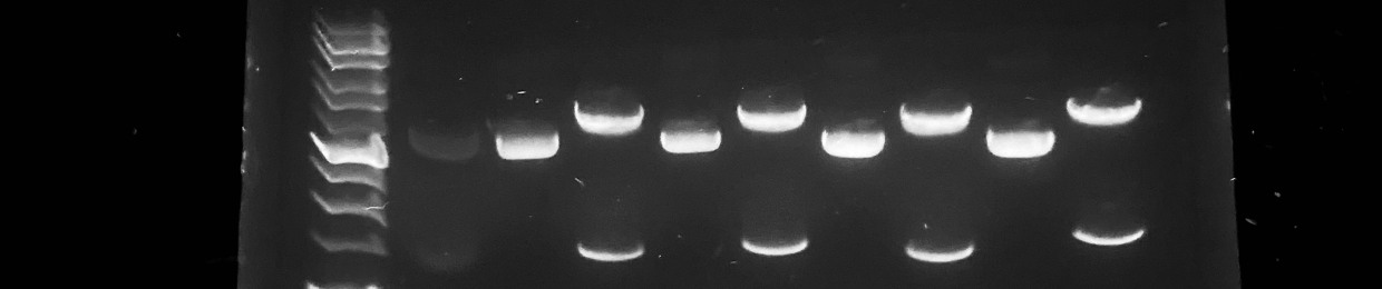 The Webb Lab