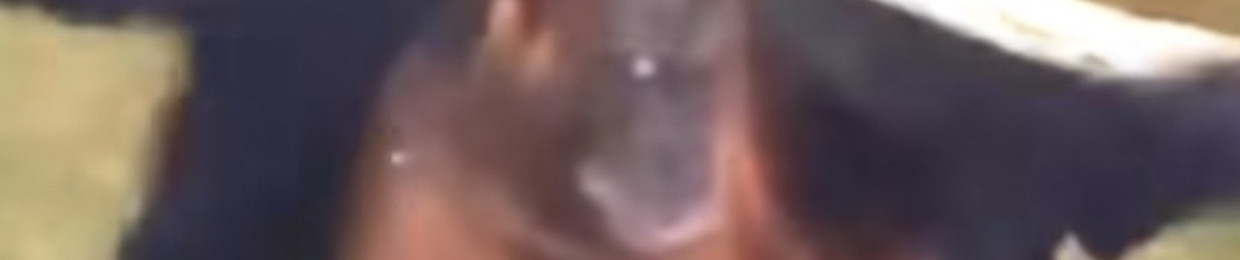 Tfisascatpackt?