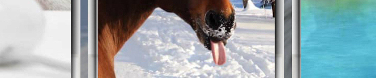 GutoBronwHorse