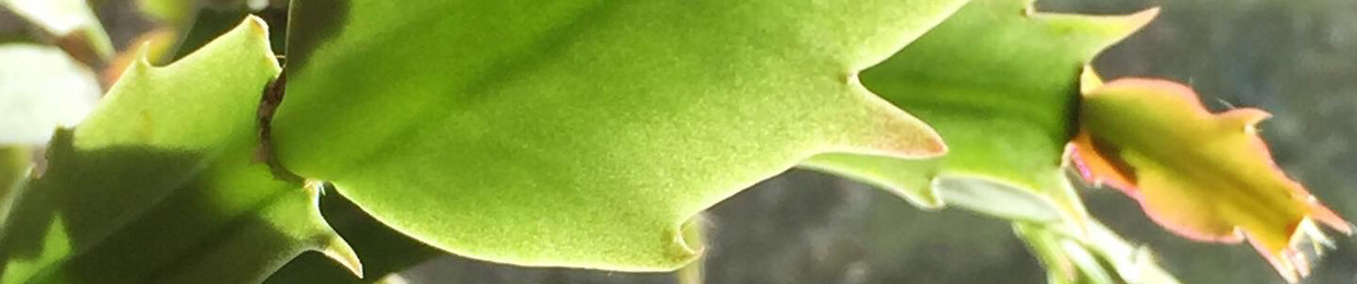 sppidal