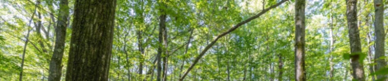 The Burning cardinal