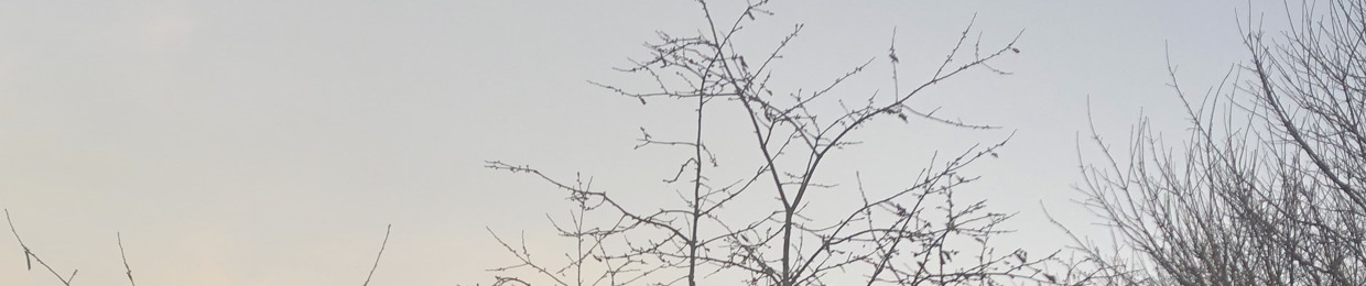 𝘊𝘦𝘥
