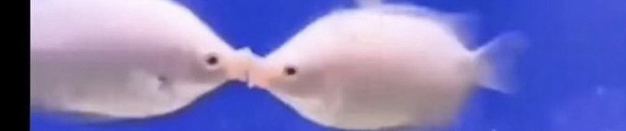 poti nini