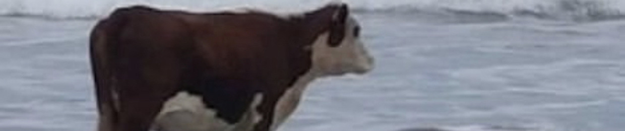 wassabiboi