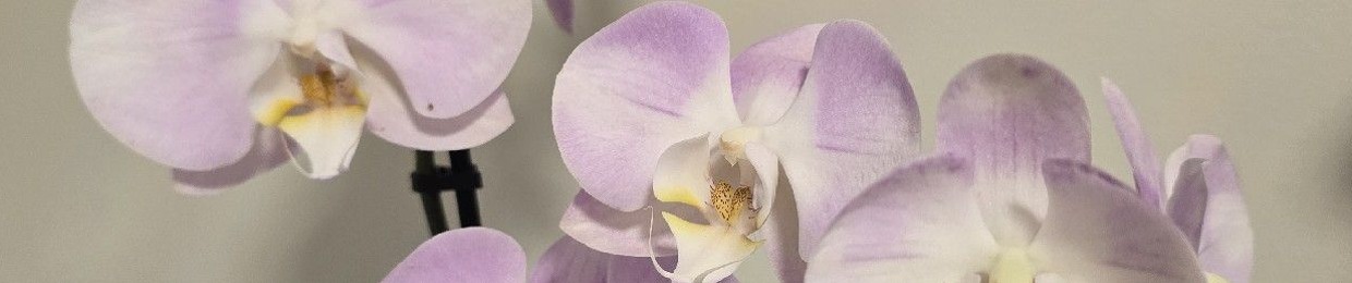 Lilac🌻Beauty