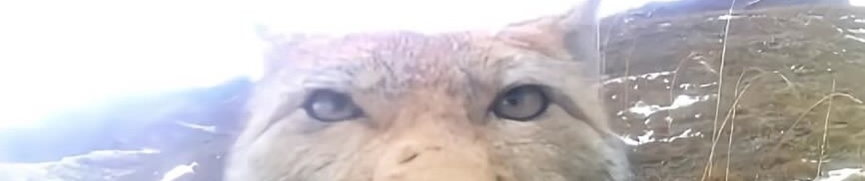 JVJVJVJ