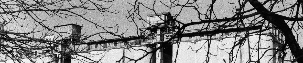 scesceae
