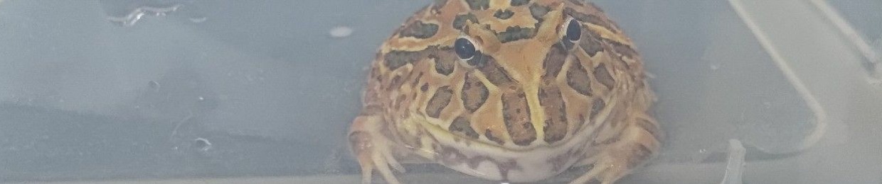 HCP the froggy