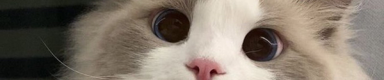 Tangledtomcat