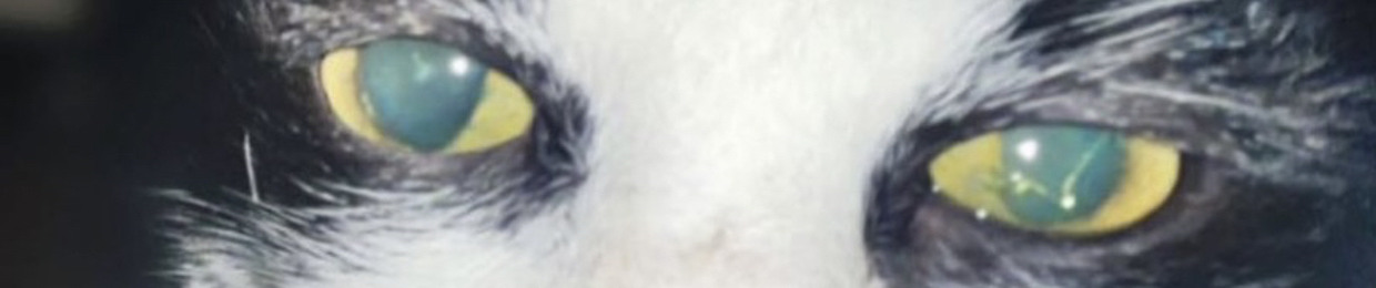 iggycooldog