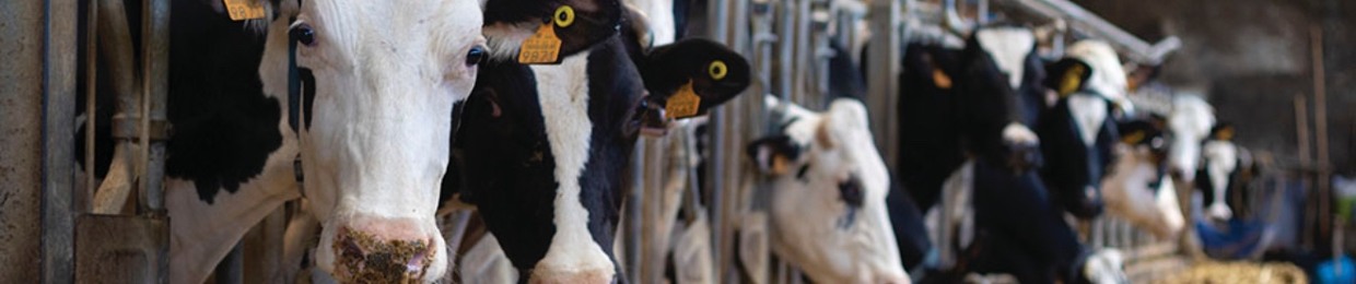Raw Milk