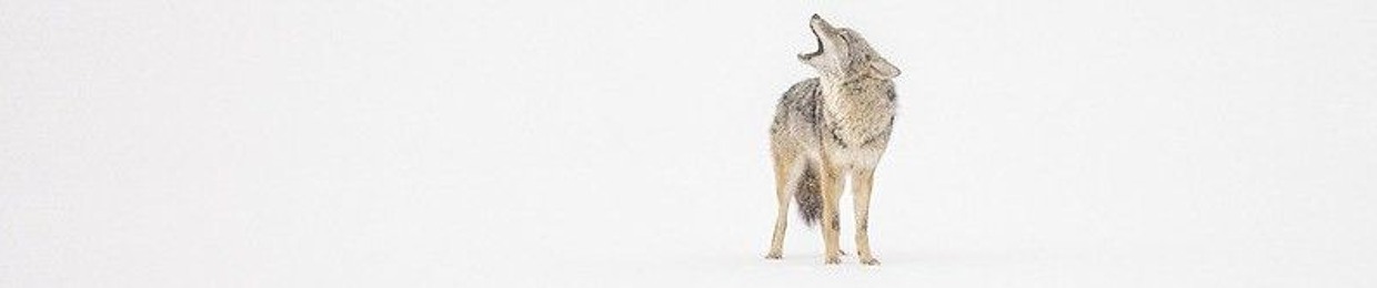 bass yote