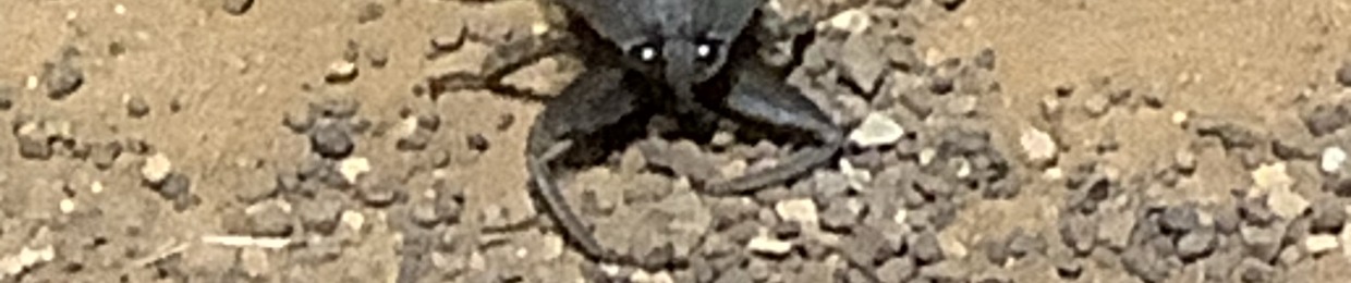 weird beetle